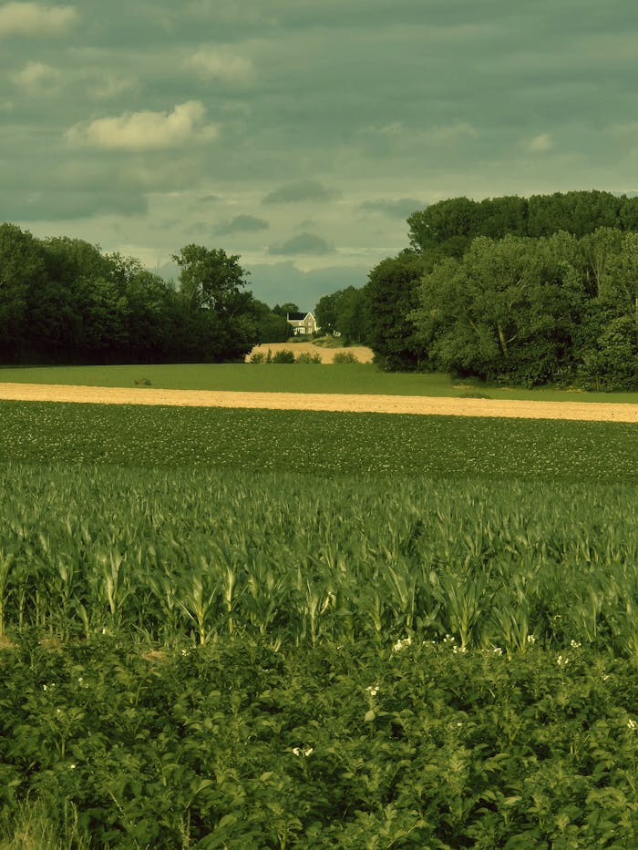 Peaceful countryside scene featuring a distant farmhouse surrounded by lush fields and greenery.